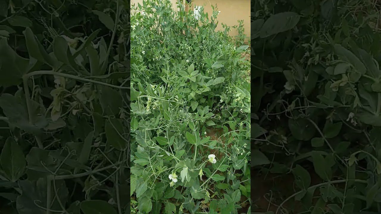 Сорт кущового зеленого горошку. Фото: Youtube канал Щоденник емігрантки