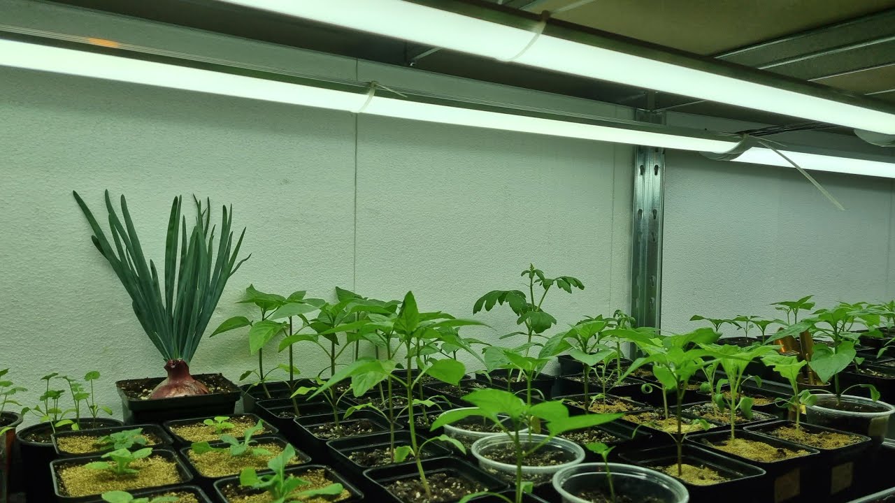 Агрономи розповіли, що потрібно зробити з розсадою вже зараз. Фото: Youtube канал Bo Iryna