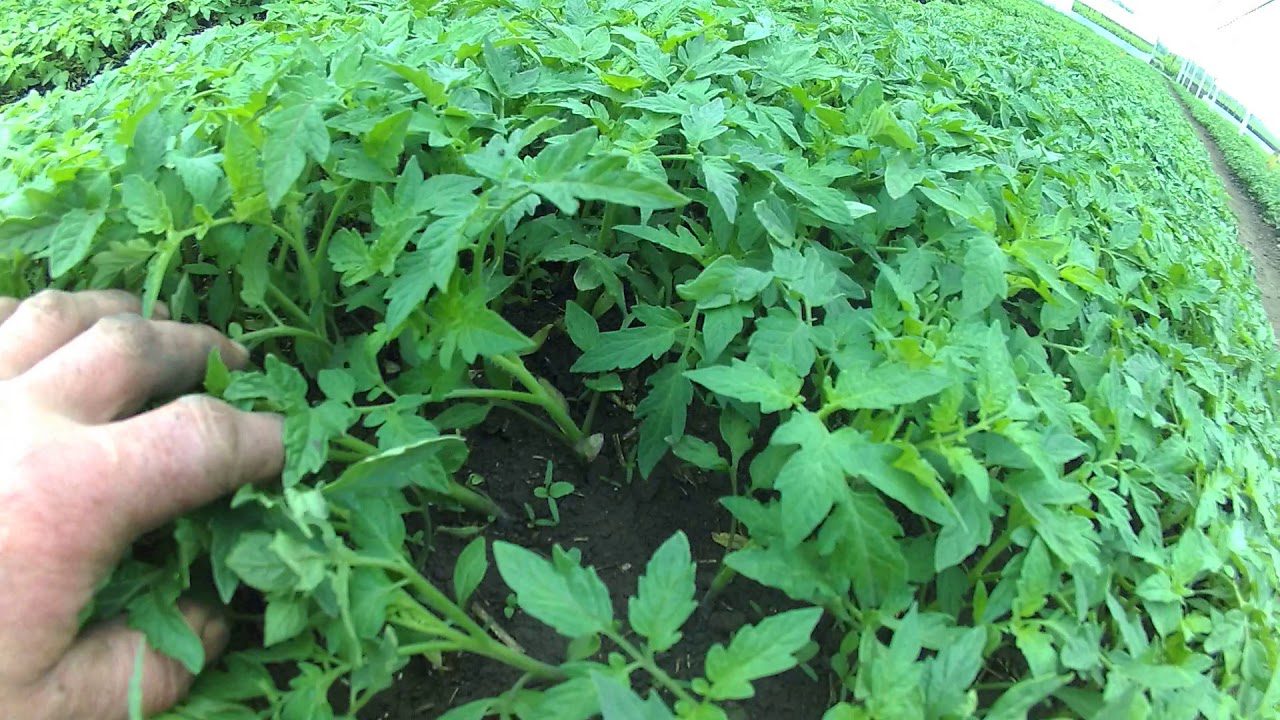 Коли сіяти на розсаду помідори і солодкий перець в березні 2026