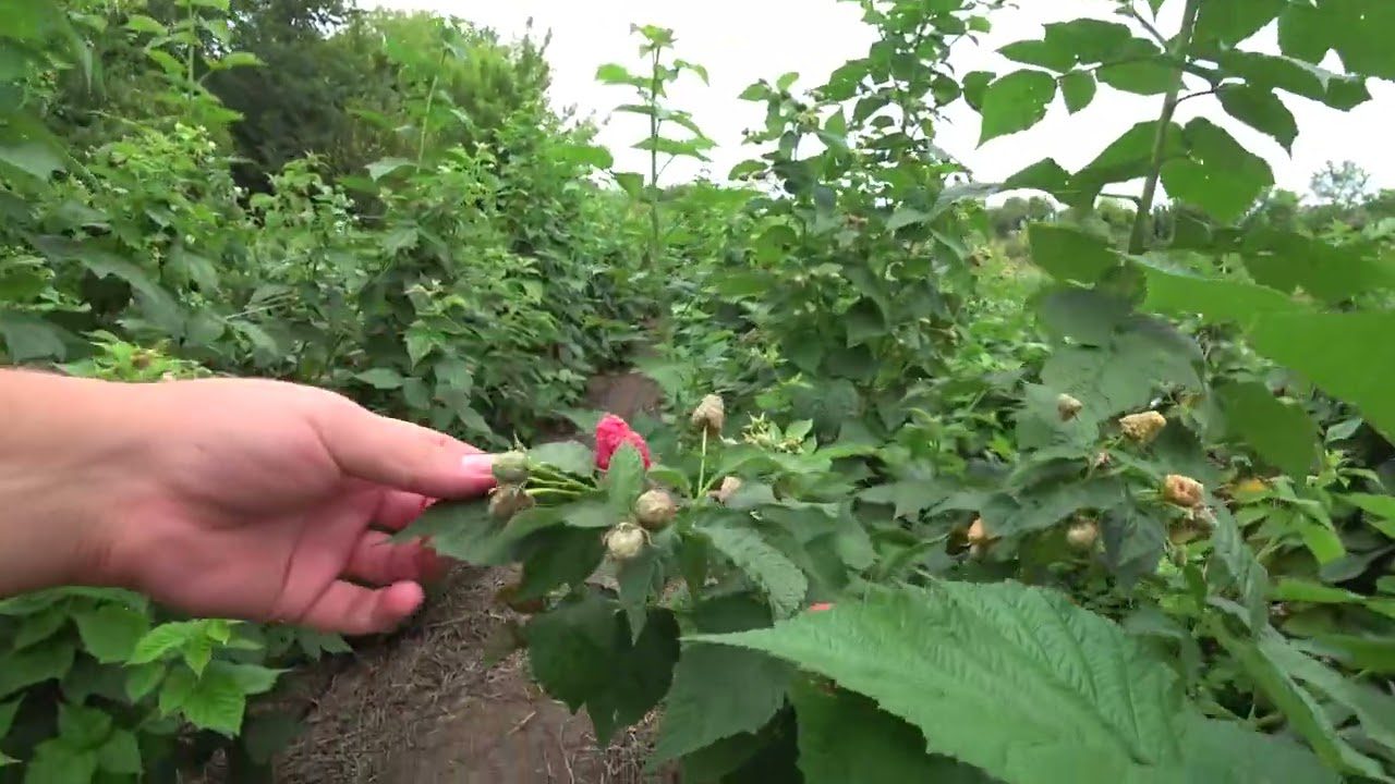 Агрономи назвали врожайний сорт ремонтантної малини