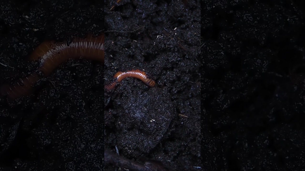 Дачники назвали ідеальне добриво для городу в березні 2026