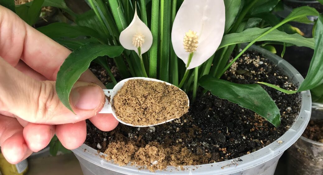 Розсипаю ось таке борошно навесні 2026 по грядках – замінює тонни гною: глина стала чорноземом 