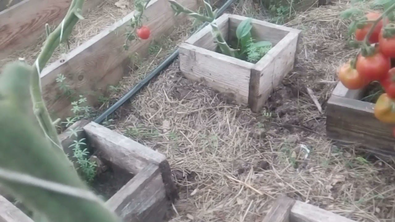 Агрономи назвали ідеальне добриво для городу навесні