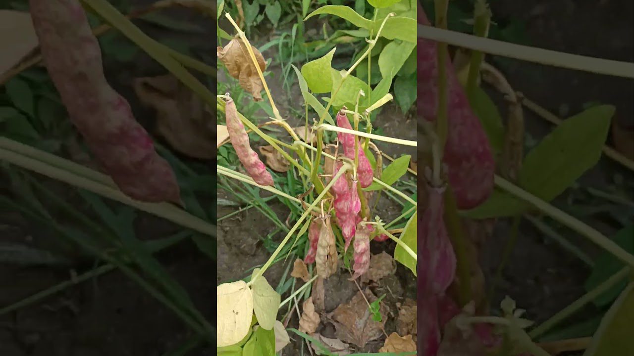 Врожайний сорт квасолі для городу у 2026 році