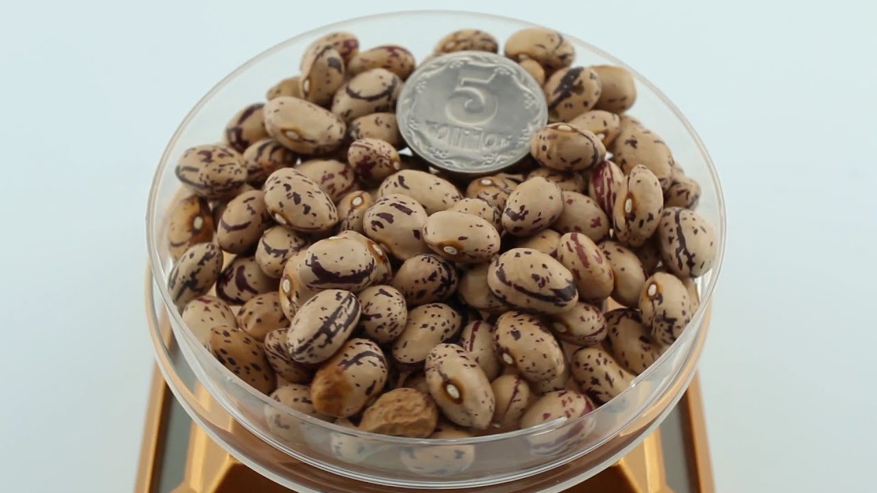 Врожайний сорт квасолі для городу у 2026 році