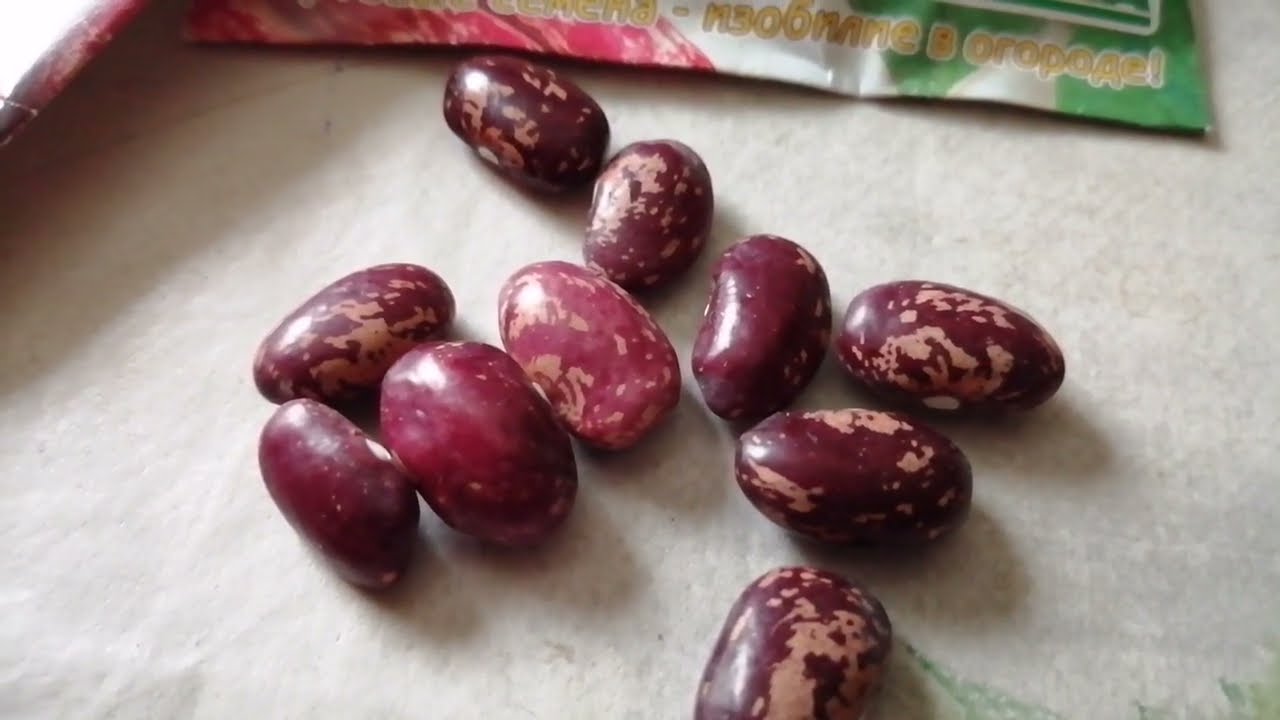 Врожайний сорт квасолі для городу у 2026 році