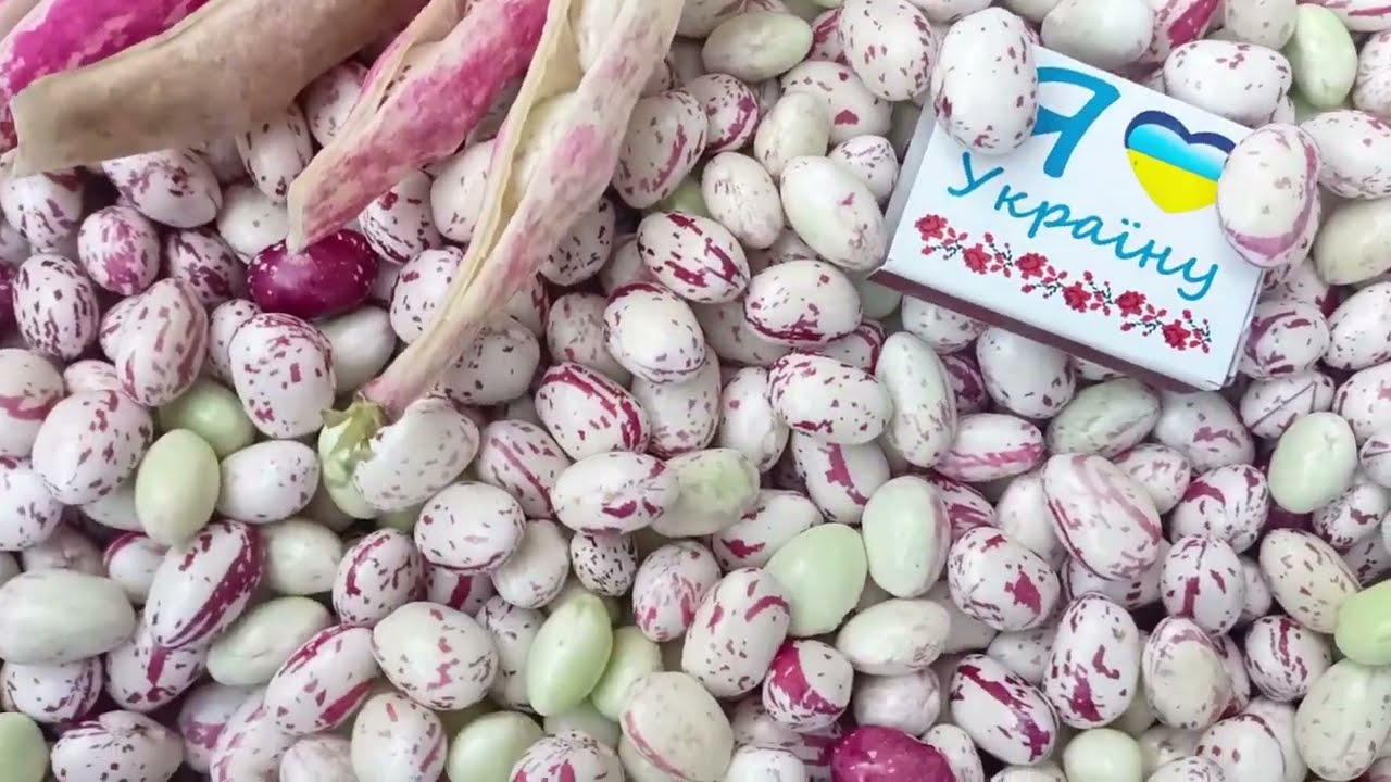 Врожайний сорт квасолі для городу у 2026 році