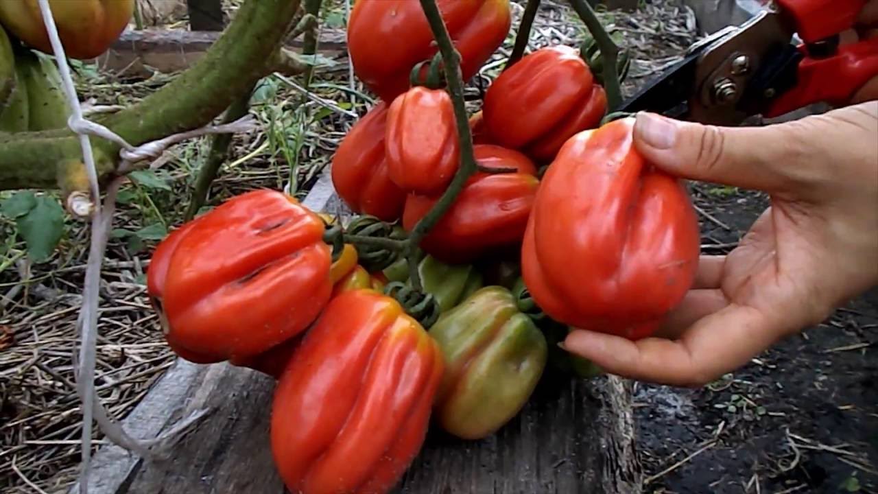 Сорт помідора Зубчастий