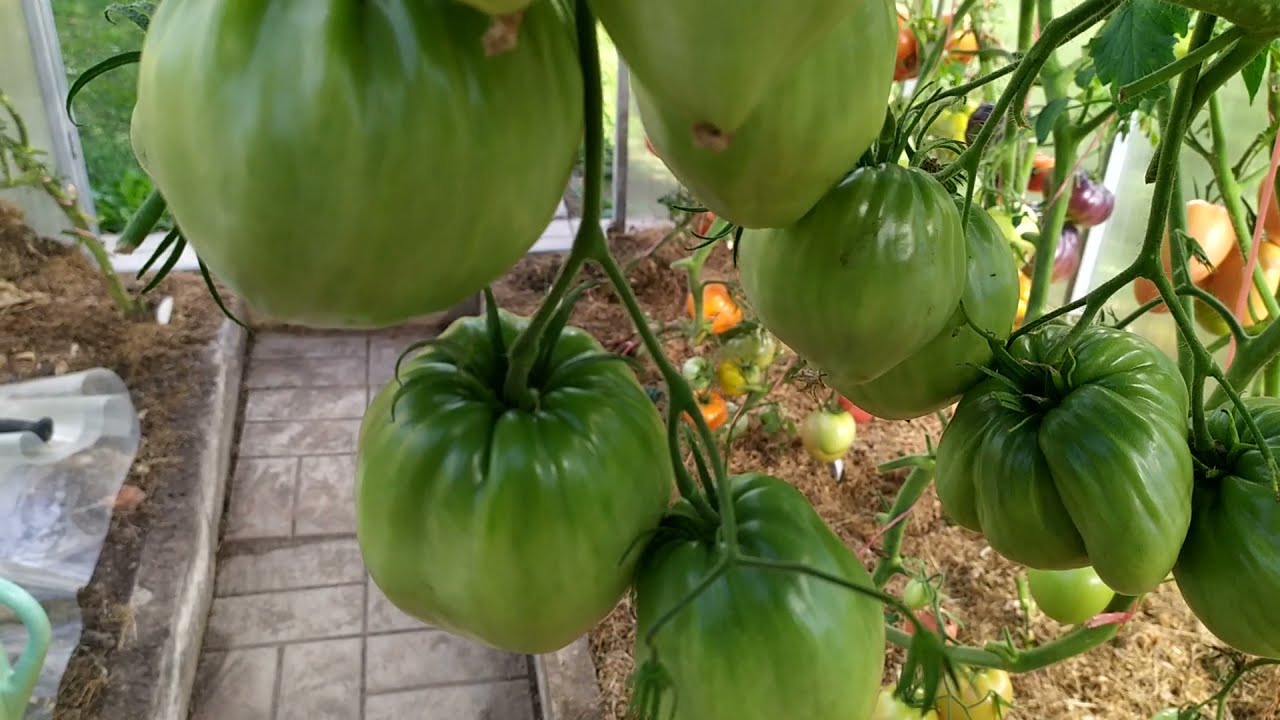 Сорт помідора Зубчастий