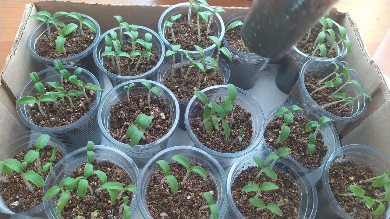 Агрономи розповіли, чим поливати розсаду, щоб вона росла зеленою