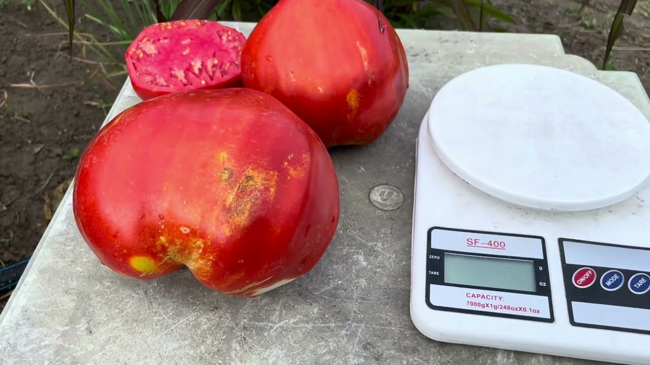 Сорт томатів Бичаче Серце