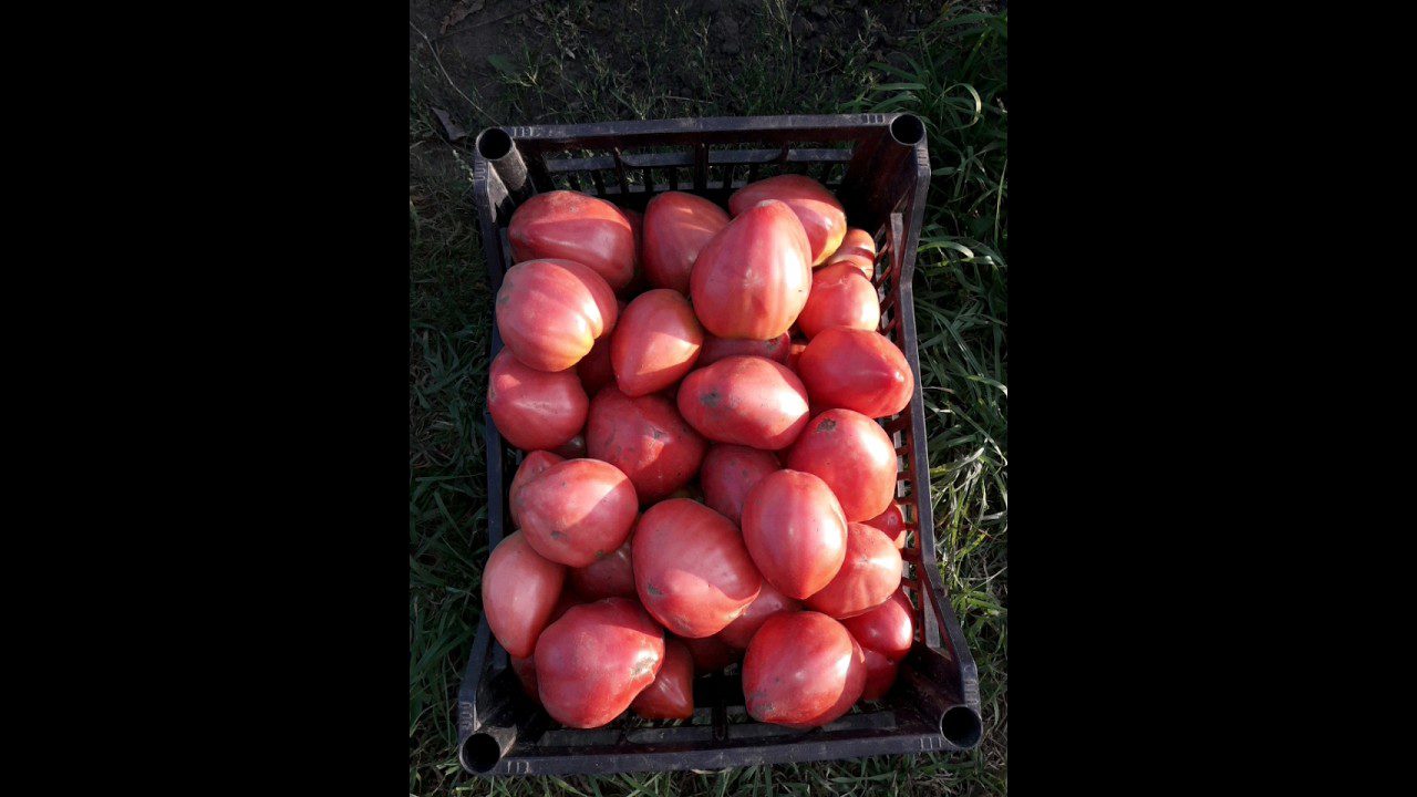 Сорт помідорів Бичаче серце