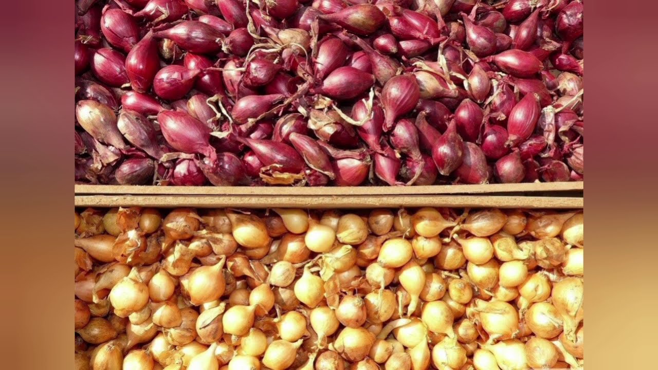 Хитрощі посадки цибулі-сівка