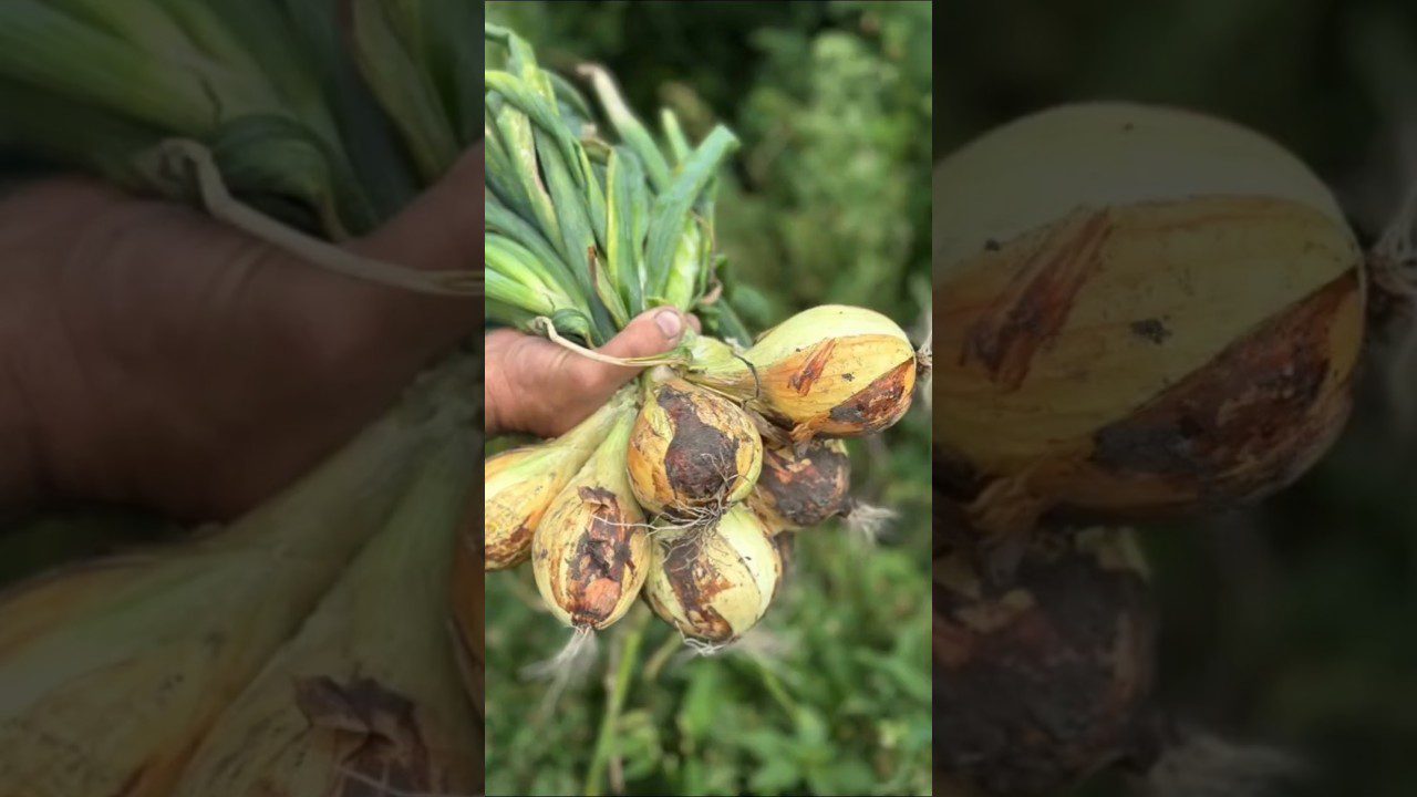 Хитрощі посадки цибулі-сівка