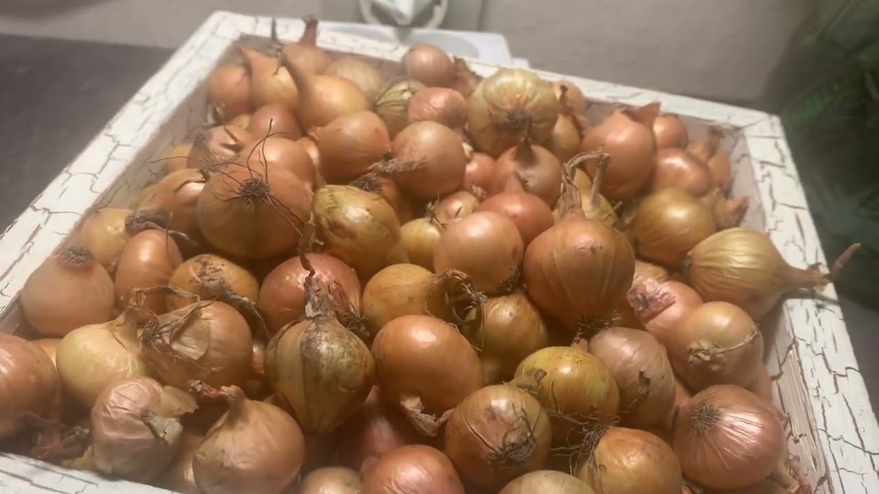 Хитрощі посадки цибулі-сівка