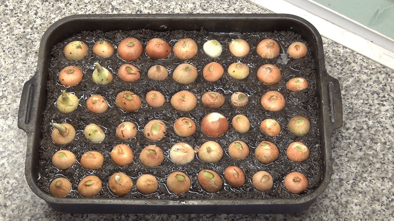 Хитрощі посадки цибулі-сівка