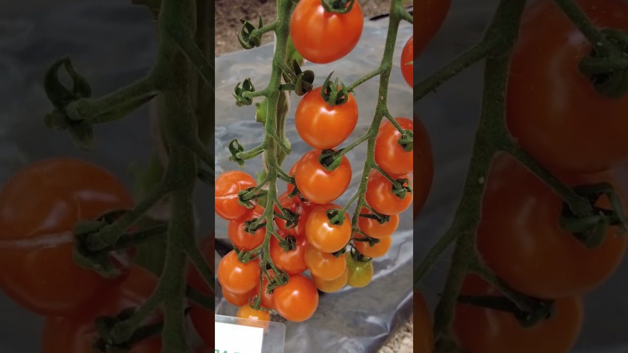 Сорти помідорів із низькими смаковими якостями