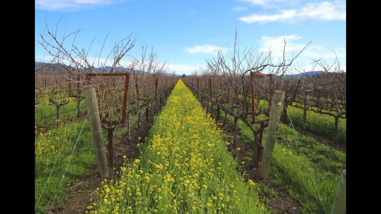Зелені добрива для городу замість гною