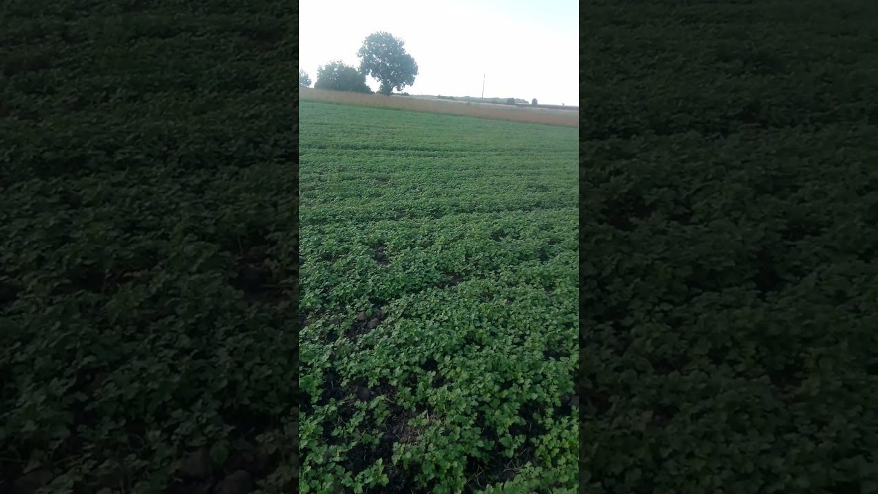 Зелені добрива для городу замість гною