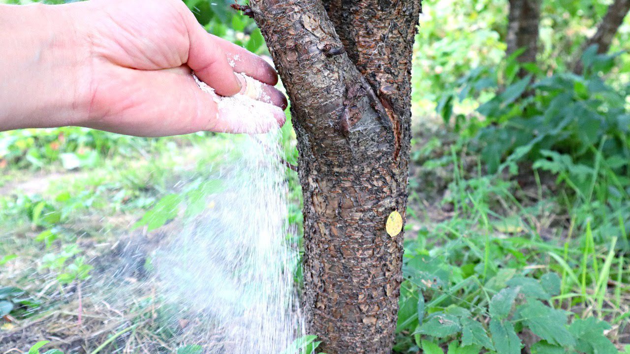 Експерти розповіли, чим підгодувати плодові дерева навесні