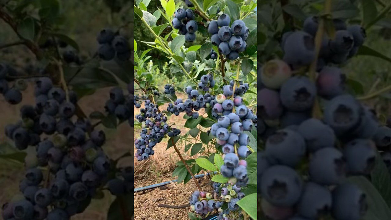 Дачники розповіли, навіщо закопувати ржаві цвяхи під кущі лохини