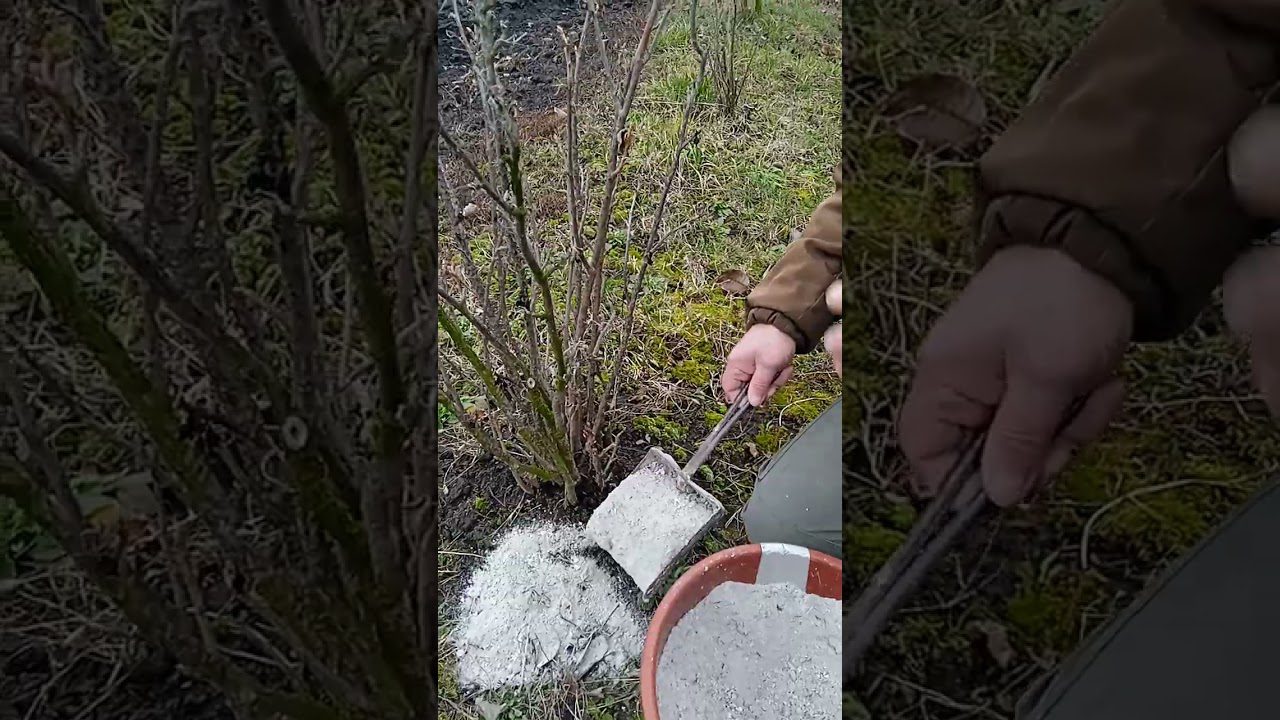 Садівники розповіли, чим підживити аґрус і смородину в березні