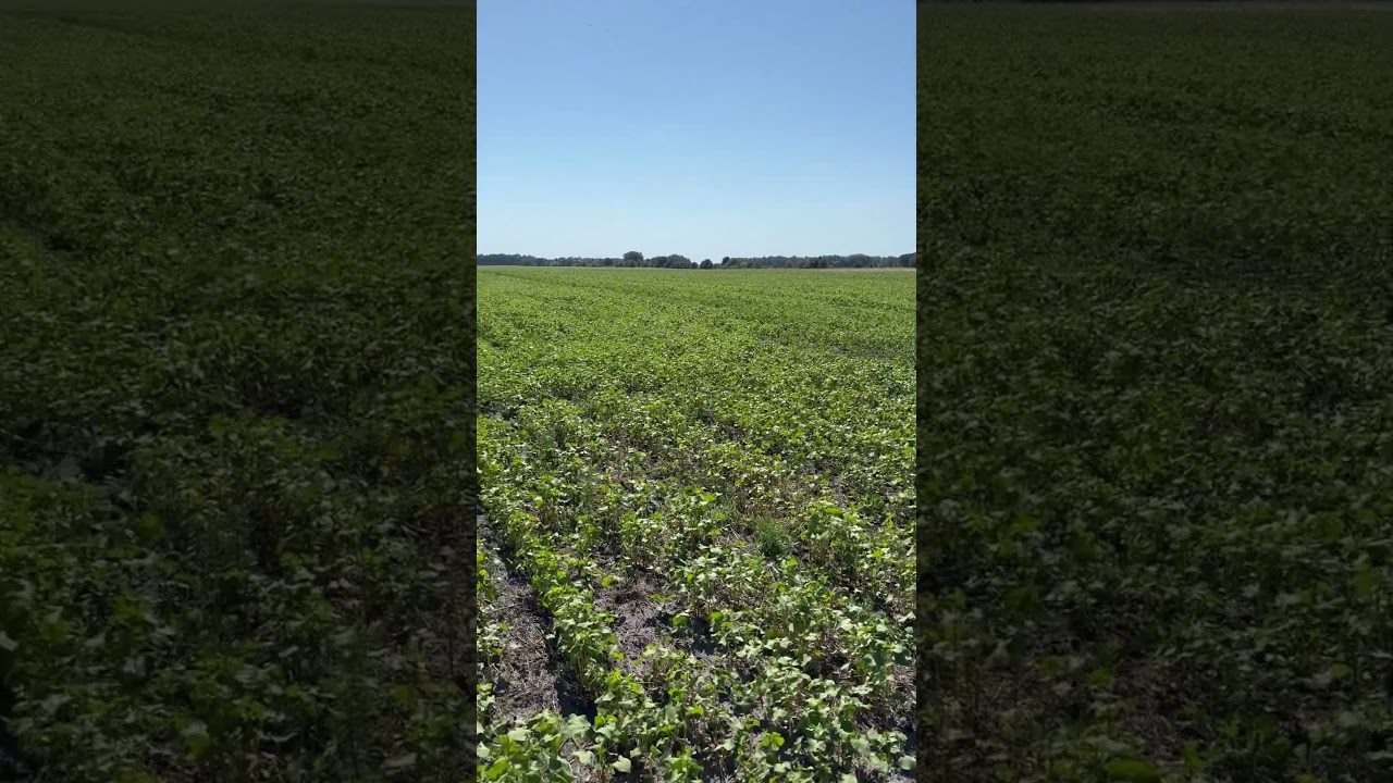 Агрономи розповіли, який сидерат стане золотим добривом для грядок