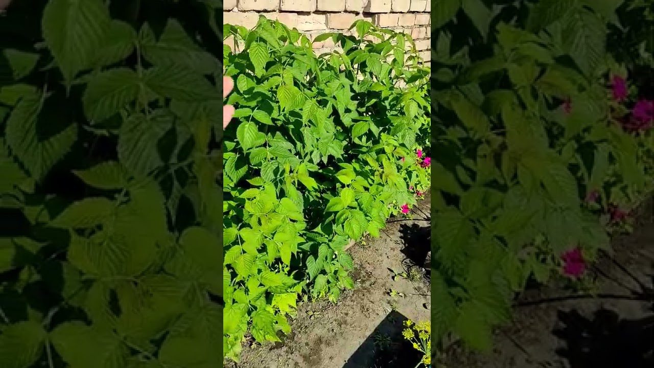 Подвійна обрізка малини за методом Соболєва