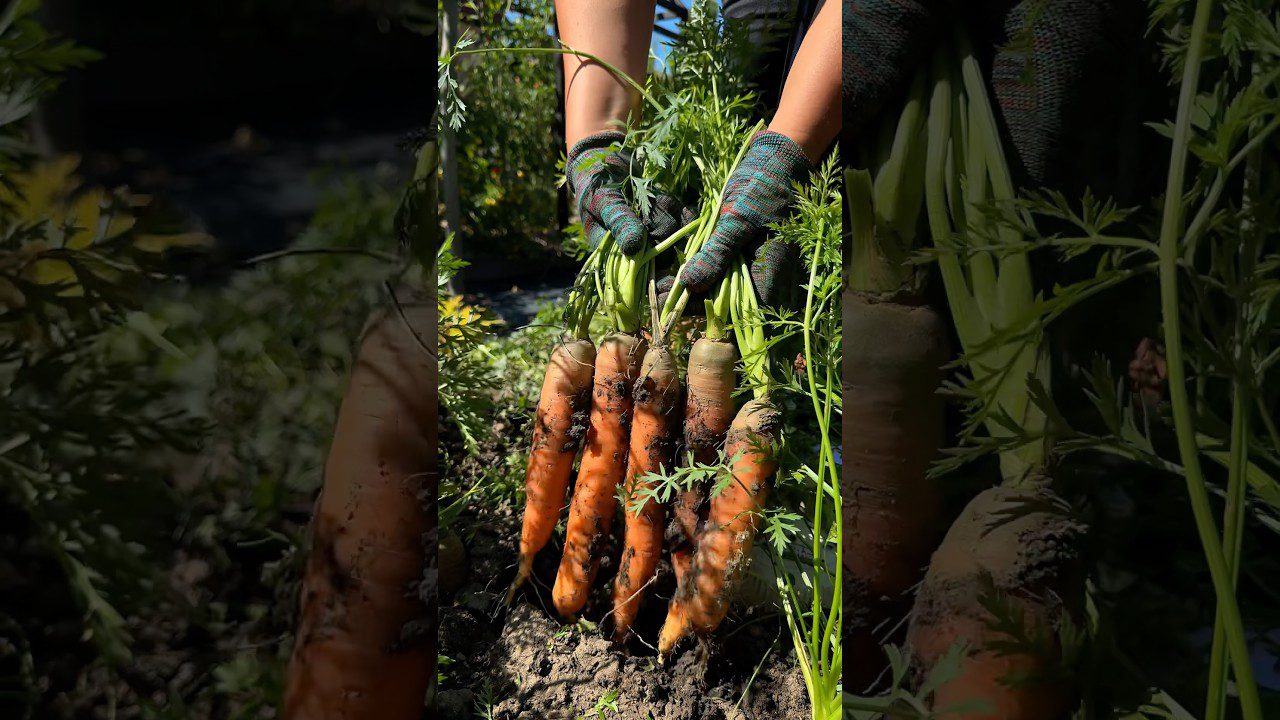 Експерти розповіли, як посіяти моркву без проріджування 