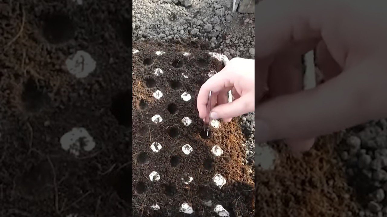 Експерти розповіли, як посіяти моркву без проріджування