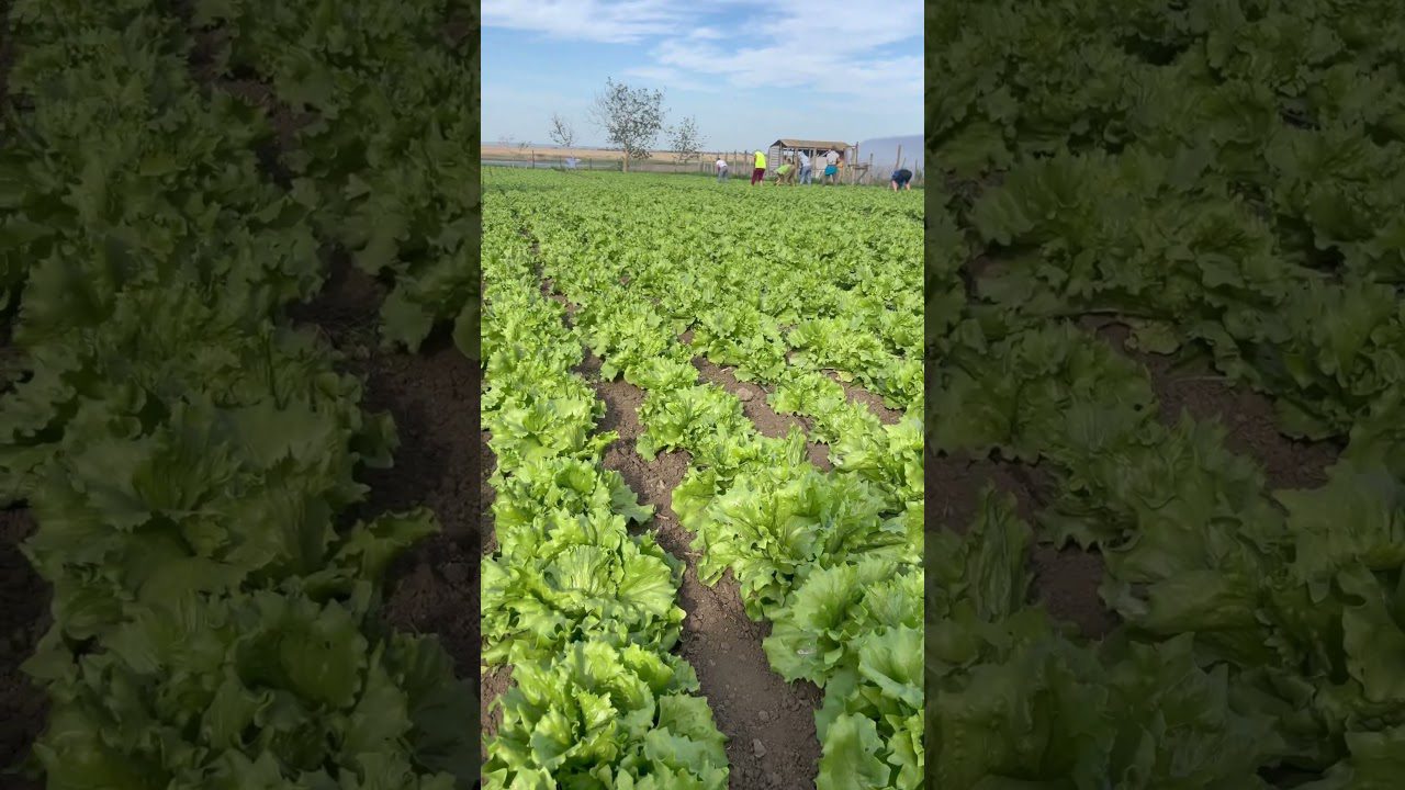 Сорт салатної зелені Айсберг для тривалого зберігання