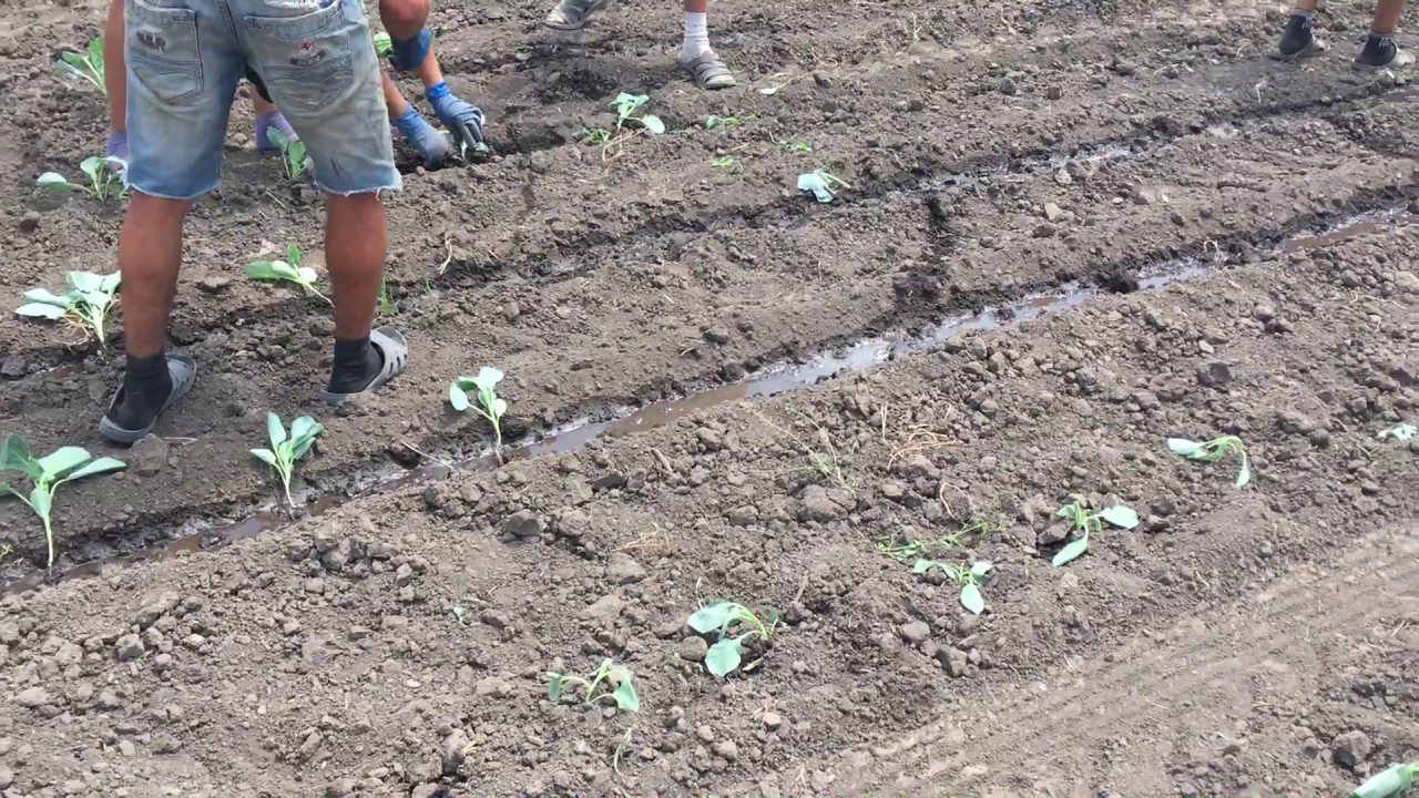 Агрономи розповіли, як захистити розсаду капусти від чорної ніжки