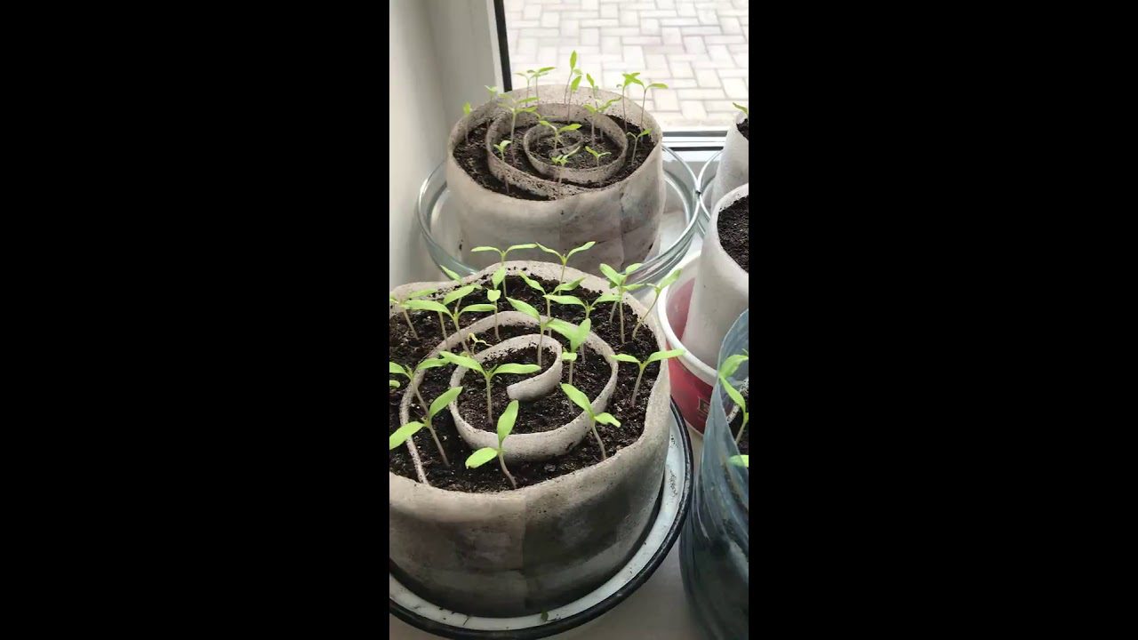 Аграрії назвали сприятливі дати в 2026 році, щоб посіяти розсаду томатів