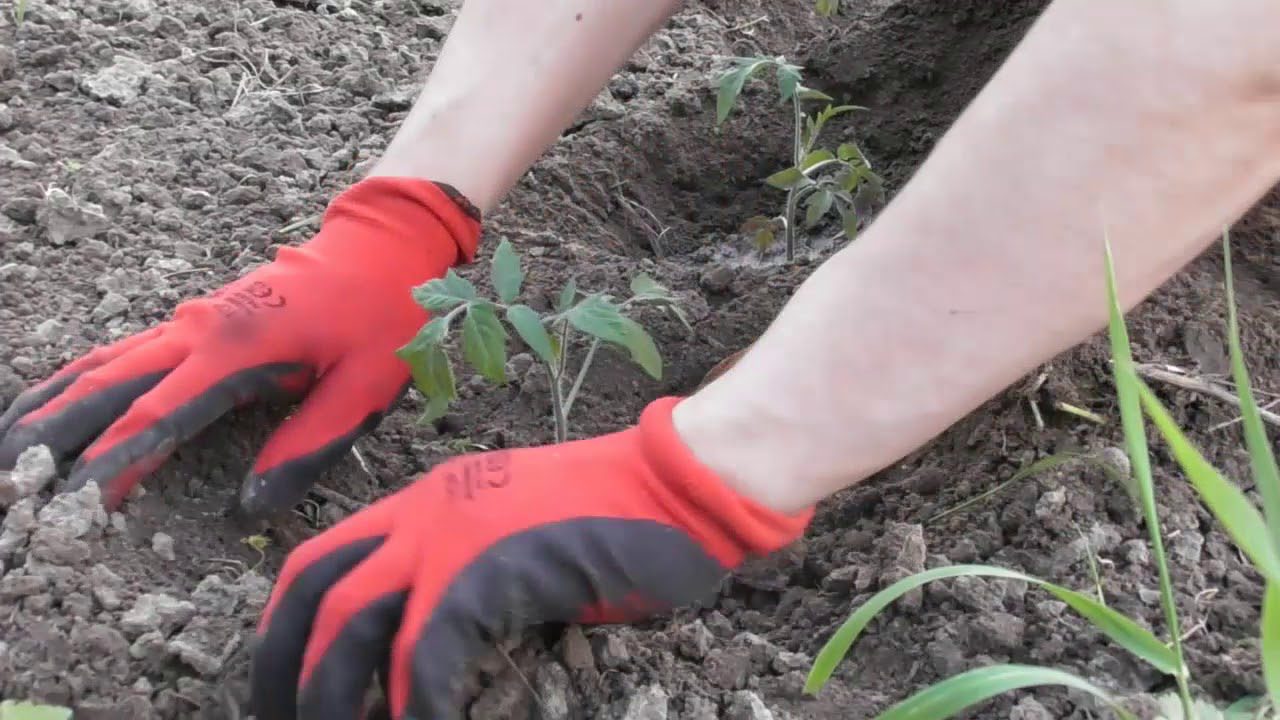 Аграрії назвали сприятливі дати в 2026 році, щоб посіяти розсаду томатів