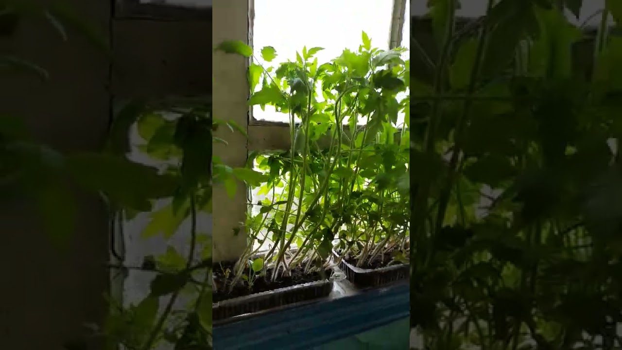 Аграрії назвали сприятливі дати в 2026 році, щоб посіяти розсаду томатів