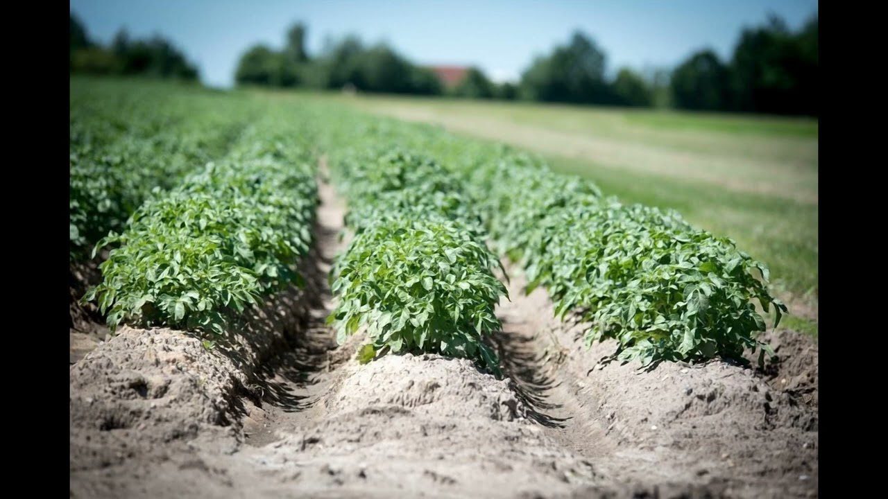 Аграрії розповіли, коли саджати картоплю в 2026 році