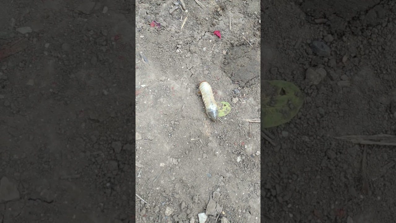 Як позбутись личинок хрущів на городі