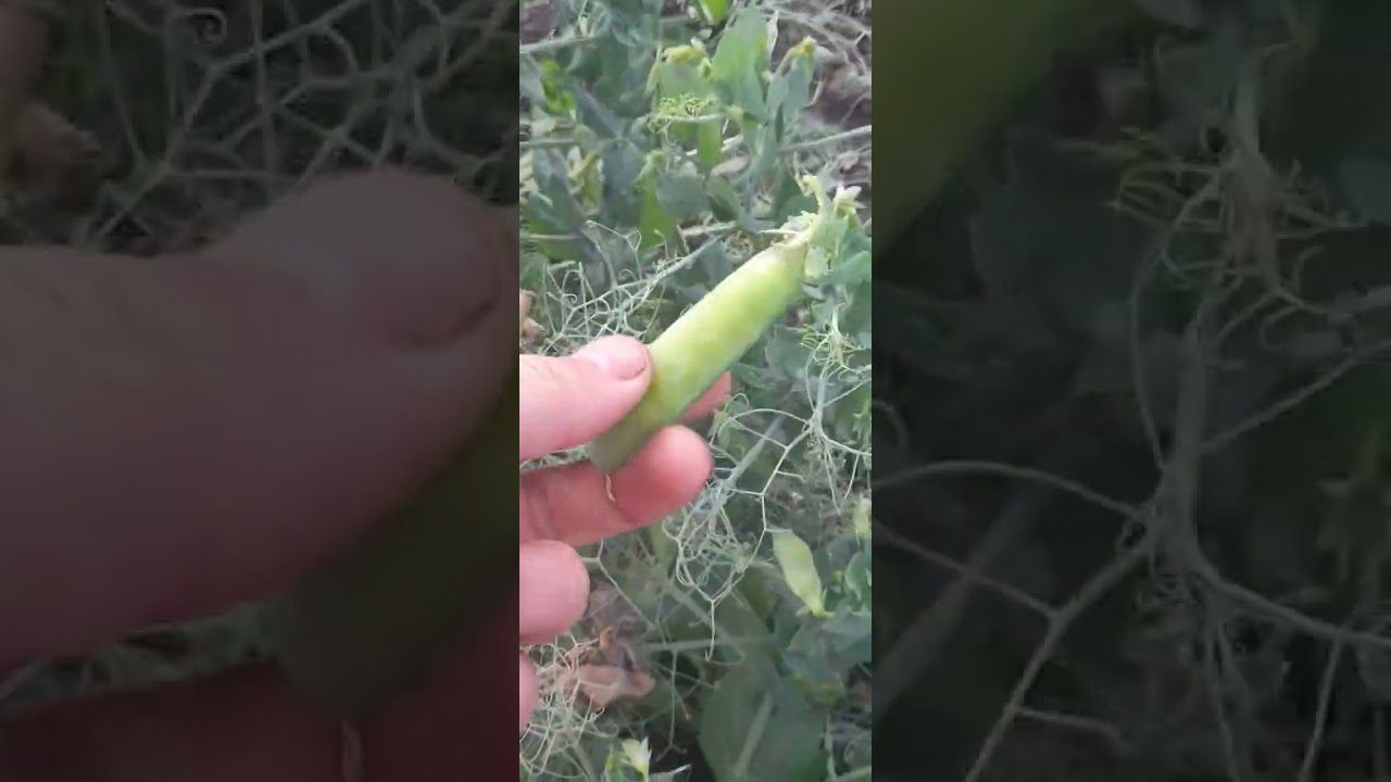 Сорт кущового зеленого горошку. Фото: Youtube канал virtucam9464