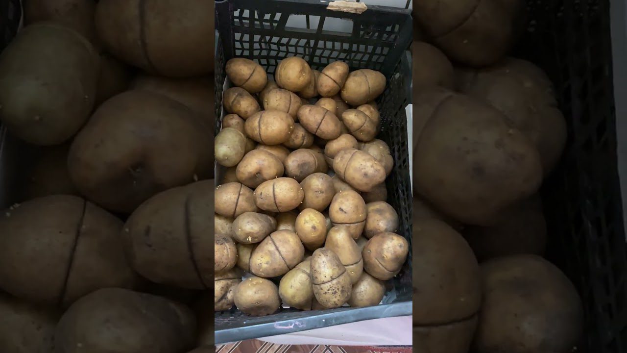 Експерти розповіли, чим обробити картоплю перед посадкою