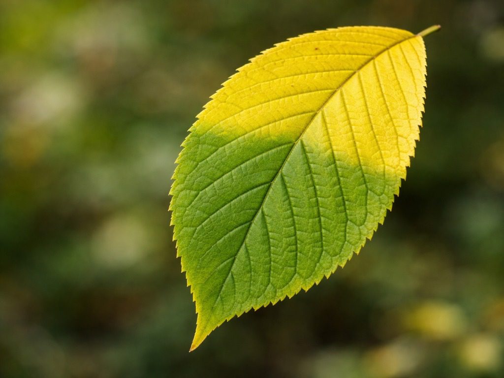 Садівники розповіли, про що каже колір листя на рослинах. Фото: Сенсація 