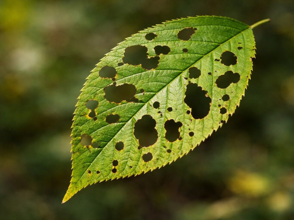 Садівники розповіли, про що каже колір листя на рослинах. Фото: Сенсація