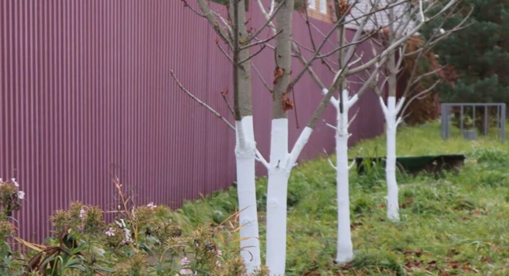 Найпотужніший захист плодових дерев у саду: роблю це з яблунями, абрикосами та сливами 