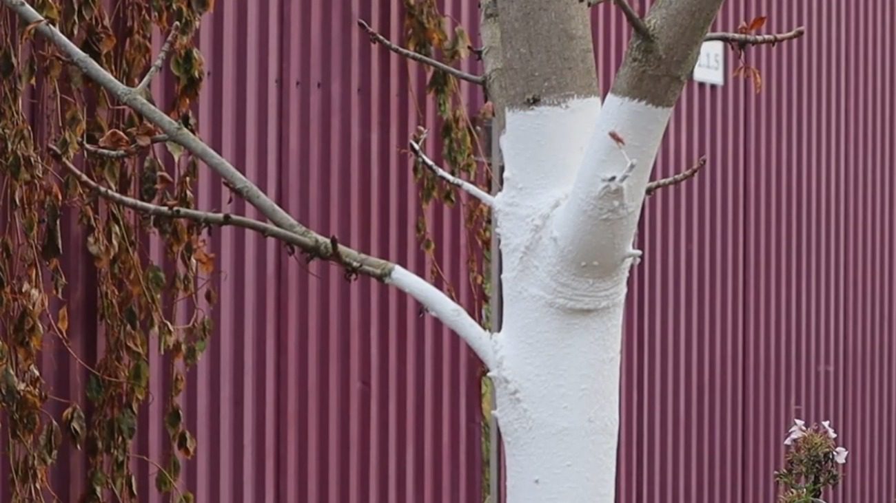 Городники пояснили, як правильно білити дерева в саду. Фото: Сенсація