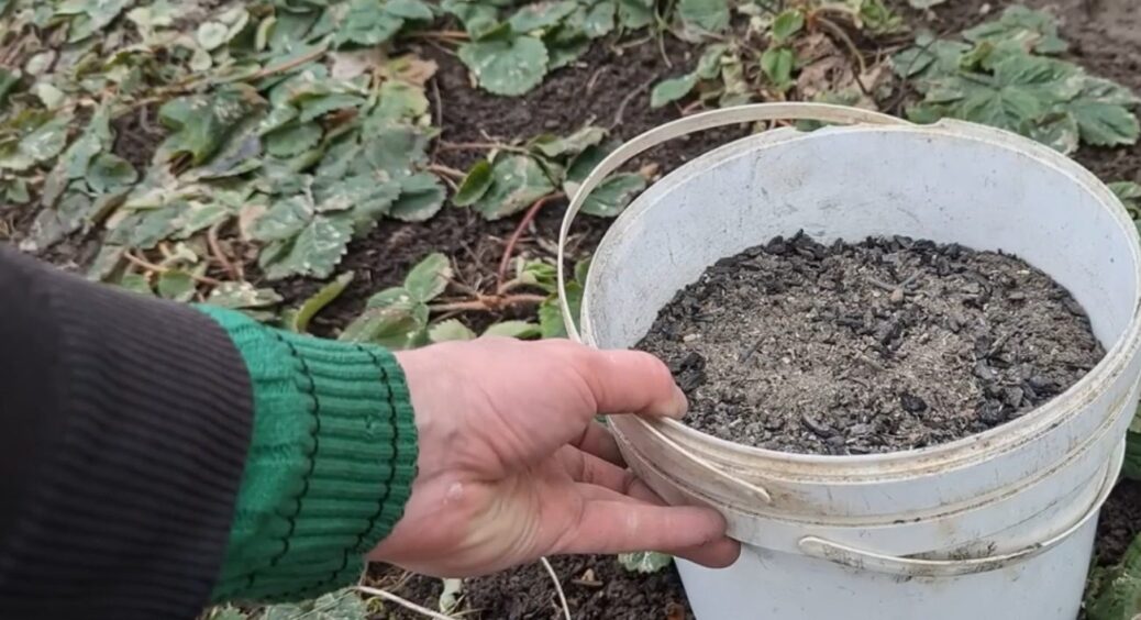 Навесні розкидаю по полуниці цей порошок. Шкідник зникає, а ягода величезна та дуже солодка 