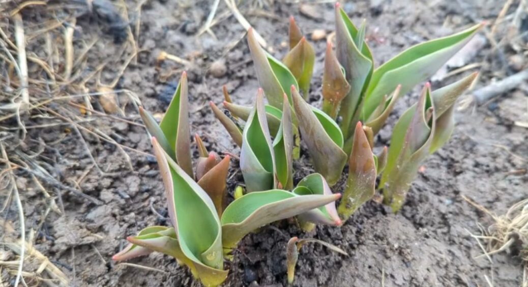 Щоб тюльпани та нарциси цвіли пишно і довго на дачі, насипте ЦЕ добриво прямо зараз у березні 