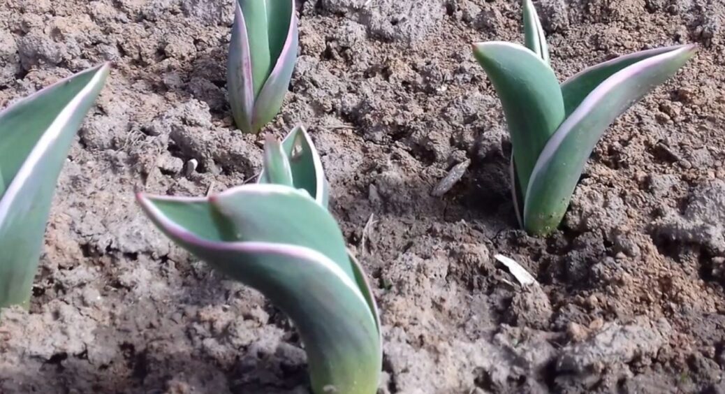 Зробіть ЦЕ з тюльпанами навесні: через 4-5 тижнів ваш сад буде, наче різнокольоровий килим 