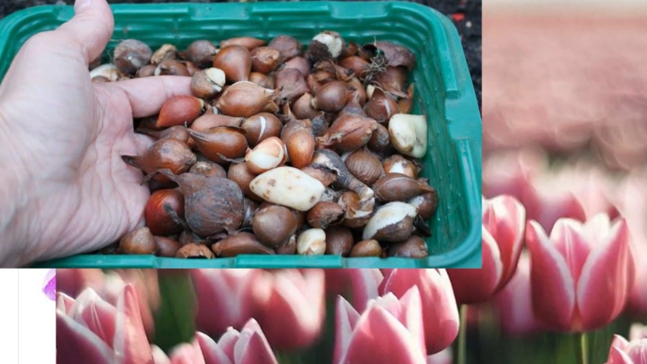 Як доглядати та чим підгодувати тюльпани навесні для пишного цвітіння