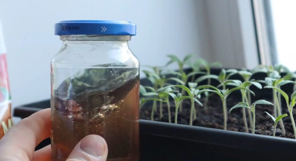 Як правильний полив сходів помідорів та перцю повністю змінює якість врожаю? Правило №1,2,3 