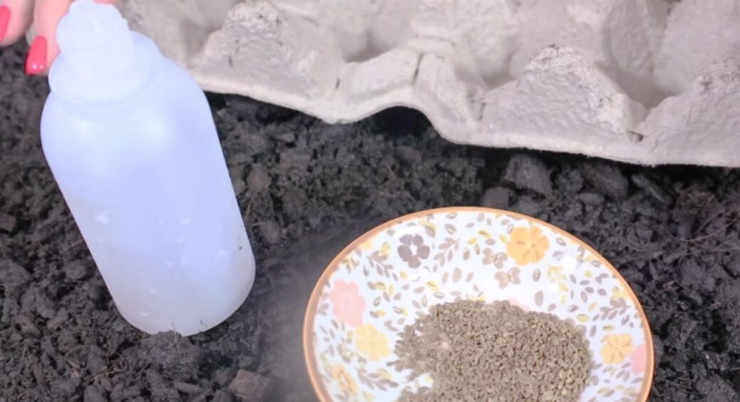 Цей простий трюк допоможе вам висаджувати дрібне насіння: без проріджування, з рівними рядами 
