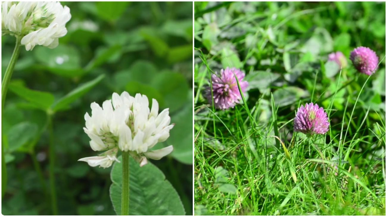 Городники дали мудру пораду – що посіяти замість трави біля дерева